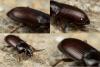 Harpalus pygmaeus